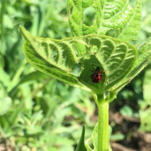 Organic Insecticide Control for Bean Leaf Beetles Image